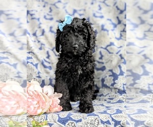 Double Doodle Puppy for sale in CHRISTIANA, PA, USA