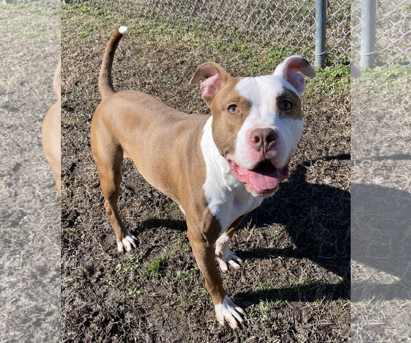 Medium Photo #6 American Pit Bull Terrier-Unknown Mix Puppy For Sale in Virginia Beach, VA, USA