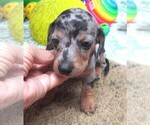 Small #2 Dachshund