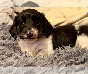 Dachshund Puppy for sale in ELK POINT, SD, USA