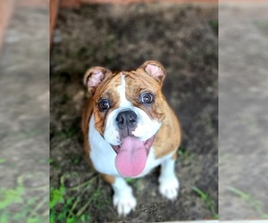 English Bulldog Puppy for sale in JACKSONVILLE, NC, USA