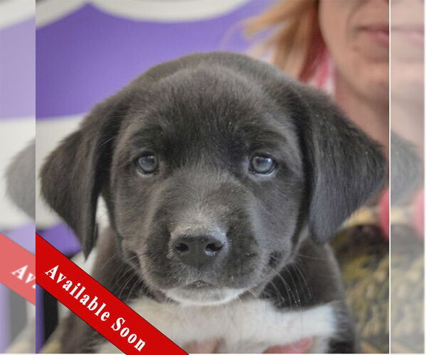 Medium Photo #1 American Bulldog-Unknown Mix Puppy For Sale in Huntley, IL, USA