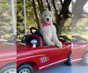 Goldendoodle Puppy for sale in KISSIMMEE, FL, USA
