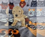 Small Photo #14 Poodle (Standard) Puppy For Sale in LUTZ, FL, USA