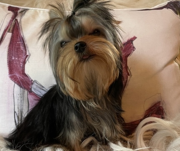 Medium Photo #1 Yorkshire Terrier Puppy For Sale in ROANOKE, VA, USA