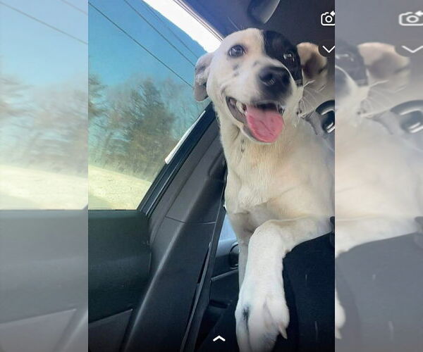 Medium Photo #3 Mutt Puppy For Sale in Gloversville, NY, USA