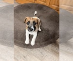Small Photo #8 Jack Russell Terrier Puppy For Sale in FREEMAN, MO, USA