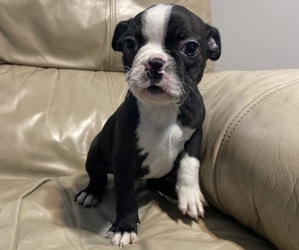 Boston Terrier Puppy for sale in CHARLOTTESVILLE, VA, USA