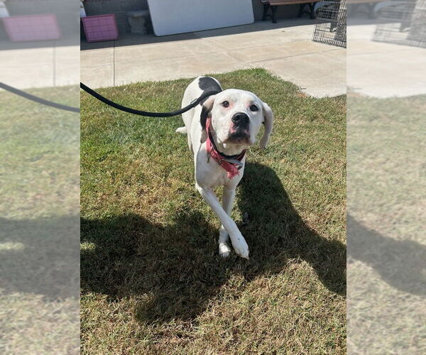 Medium Photo #1 Mutt Puppy For Sale in Evansville, IN, USA