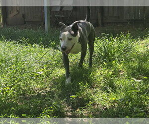 Buddy - Male American Staffordshire Terrier-Unknown Mix Dog for Adoption - Photo #3