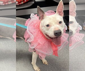 Mutt Dogs for adoption in Euless, TX, USA