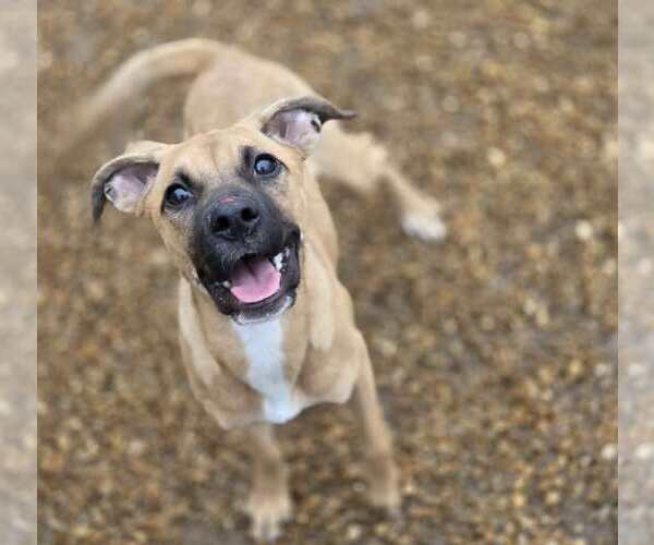 Medium Photo #4 Boxer-Unknown Mix Puppy For Sale in Anniston, AL, USA