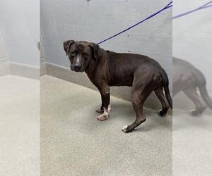 Mutt Dogs for adoption in Las Vegas, NV, USA