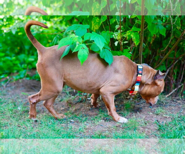 Medium Photo #3 American Pit Bull Terrier-American Staffordshire Terrier Mix Puppy For Sale in Duluth, MN, USA