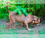 Small #2 American Pit Bull Terrier-American Staffordshire Terrier Mix