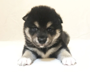 Shiba Inu Puppy for sale in SAN JOSE, CA, USA