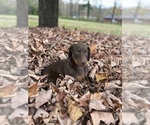 Small #10 Doberman Pinscher