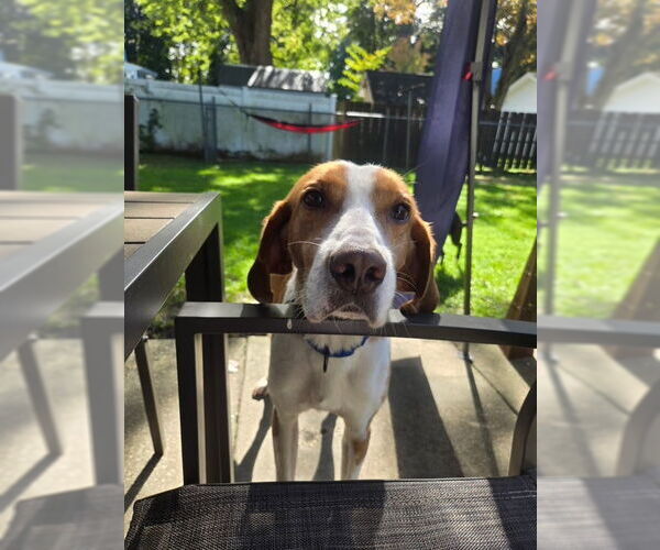 Medium Photo #4 Mutt Puppy For Sale in Oakhurst, NJ, USA