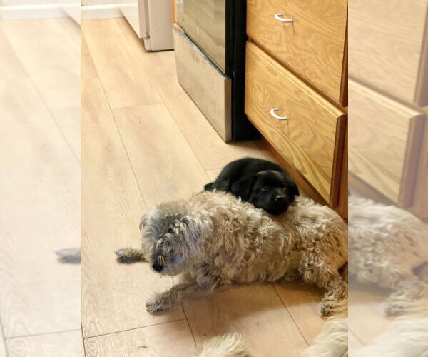 Medium Photo #4 German Shepherd Dog Puppy For Sale in West Sacramento, CA, USA