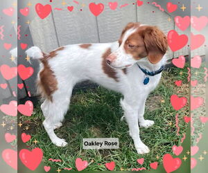 Brittany Dogs for adoption in Curwensville, PA, USA