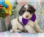 Small Photo #4 Miniature Bernedoodle Puppy For Sale in LANCASTER, PA, USA