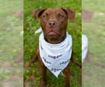 Small #1 American Pit Bull Terrier