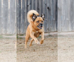 Mason - Male Golden Retriever-Unknown Mix Dog for Adoption - Photo #5