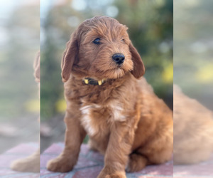 Australian Labradoodle Puppy for sale in RIVERSIDE, CA, USA
