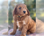 Small Photo #1 Australian Labradoodle Puppy For Sale in RIVERSIDE, CA, USA