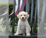 Small Goldendoodle