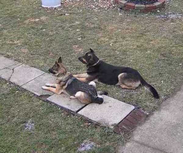 Medium Photo #4 German Shepherd Dog Puppy For Sale in STERLING HEIGHTS, MI, USA