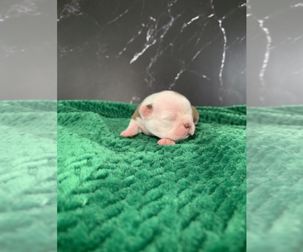 Medium Photo #30 Boston Terrier Puppy For Sale in TULARE, CA, USA