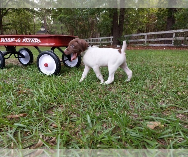 Medium Photo #2 German Shorthaired Pointer Puppy For Sale in QUITMAN, TX, USA