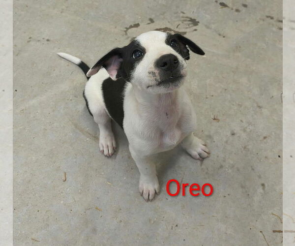 Medium Photo #3 Beagle-Unknown Mix Puppy For Sale in Stover, MO, USA