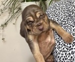 Puppy Puppy 5 Bloodhound