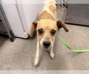 Chihuahua-Unknown Mix Dogs for adoption in HESPERIA, CA, USA