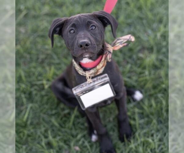 Medium Photo #22 Labrador Retriever-Unknown Mix Puppy For Sale in San Diego, CA, USA
