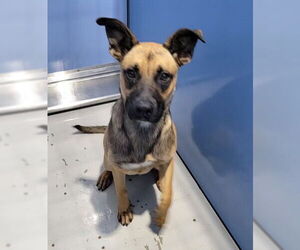 German Shepherd Dog Dogs for adoption in San Bernardino, CA, USA