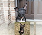 Small #3 Mutt