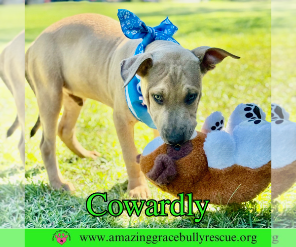 Medium Photo #10 Bulldog-Labrador Retriever Mix Puppy For Sale in Pensacola, FL, USA