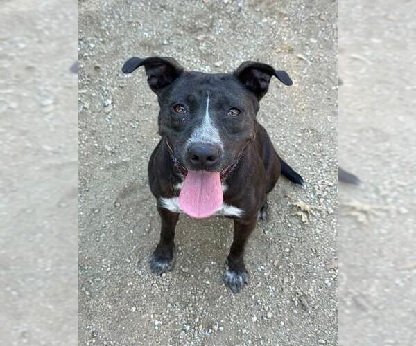Medium Photo #4 American Pit Bull Terrier-Unknown Mix Puppy For Sale in Riverside, CA, USA