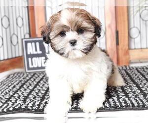 Shih Tzu Puppy for sale in NAPLES, FL, USA