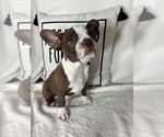 Small #2 Boston Terrier