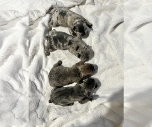 French Bulldog Puppy for sale in HAYWARD, CA, USA