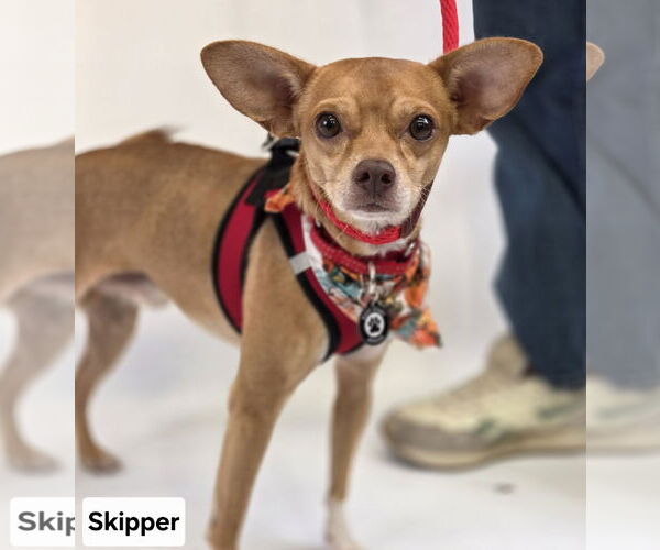 Medium Photo #2 Rat-Cha Puppy For Sale in Princeton, MN, USA