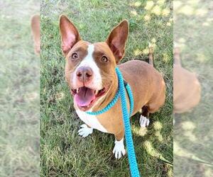 Mutt Dogs for adoption in Sacramento, CA, USA