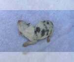 Small Photo #70 Border Collie Puppy For Sale in MOSIER, OR, USA