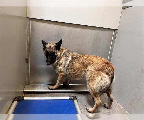 Medium Photo #1 German Shepherd Dog Puppy For Sale in Modesto, CA, USA
