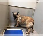 Small German Shepherd Dog