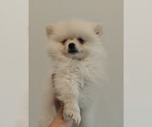 Pomeranian Puppy for sale in ROSEVILLE, CA, USA